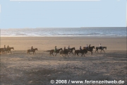 Pferde am Strand - Flandern - Belgien