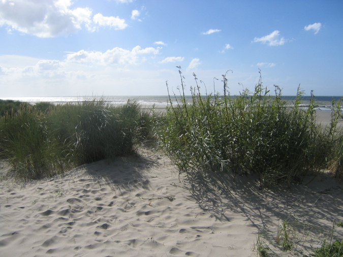 Blick über Dünensträucher auf das Meer