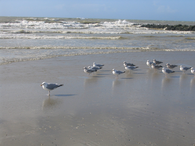 Möwen am Strand bei Ebbe an der belgischen Nordseeküste